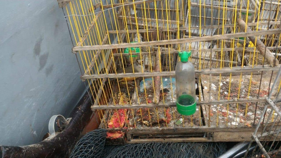 Animais estavam em cativeira em uma casa no Centro de Juarez Távora, na Paraíba (Foto: 4º BPM/Divulgação)