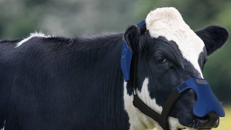 Máscara anti-metano para vacas (Foto: Zelp/Divulgação)
