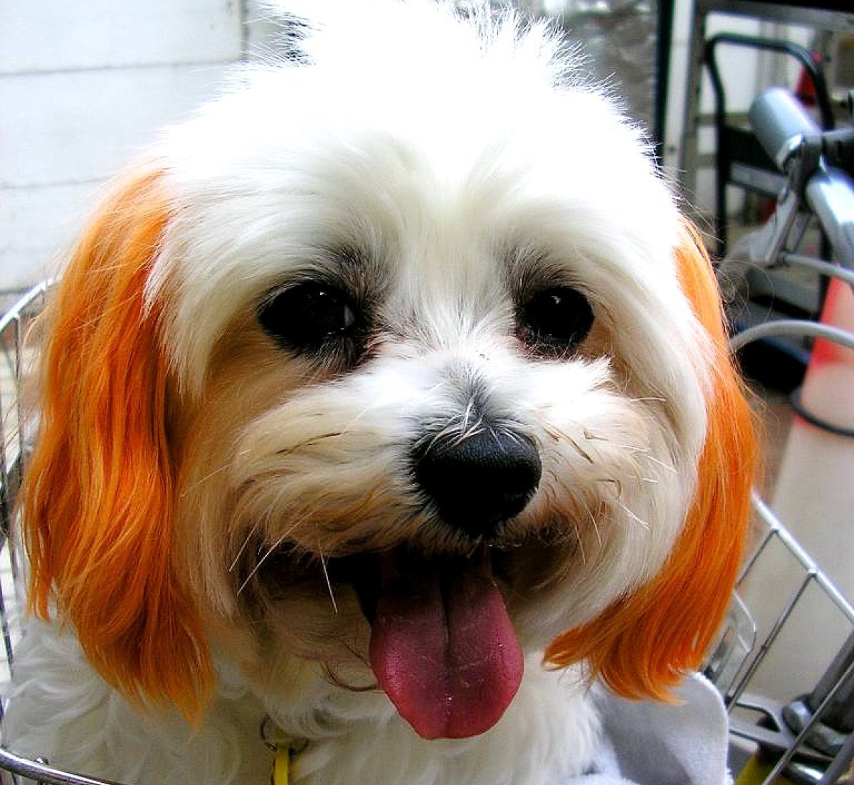 Especialistas recomendam que a tinta seja aplicada por um profissional de um pet shop de confiança (Foto: Flickr/ tanakawho/ CreativeCommons)