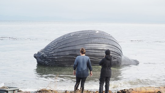 Baleia jubarte é encontrada morta em praia e seu corpo inflado pode explodir a qualquer momento 