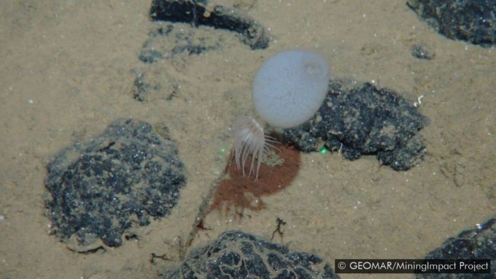 Uma anêmona do mar e uma esponja agarrada a um nódulo polimetálico — Foto: GEOMAR/MININGIMPACT PROJECT