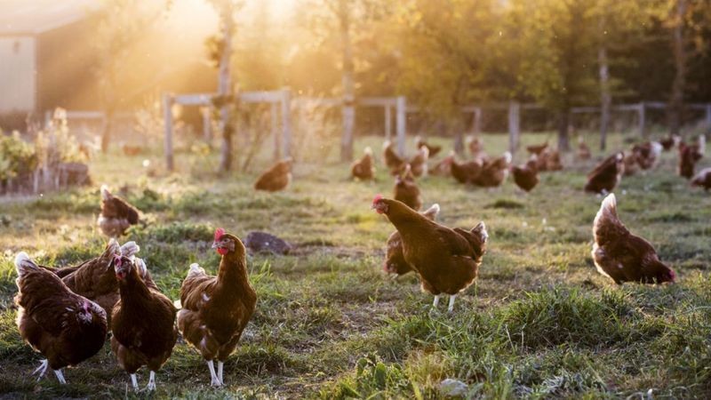 Centenas de milhares de galinhas estão sendo sacrificadas em Israel (foto de arquivo) (Foto: Getty Images via BBC News)