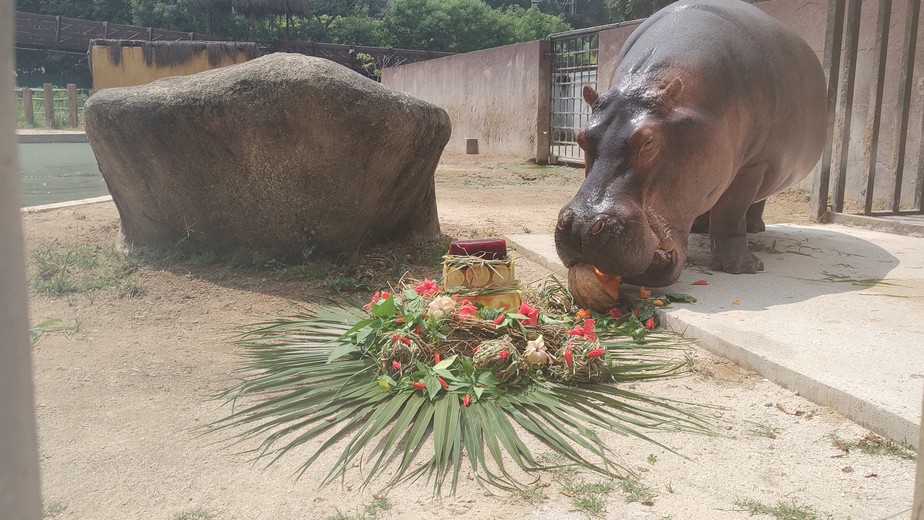 Hipopótamo Bocão faz aniversário no BioParque do Rio e ganha comemoração