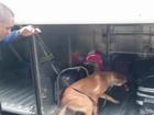 Vídeo mostra cão da PRF farejando 20 kg de maconha em ônibus, no ES