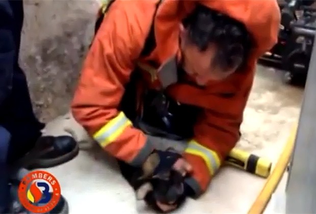 Imagem mostra o bombeiro tentando reanimar o cãozinho de apenas 2 meses (Foto: Reprodução / YouTube / Consorcio Bomberos Valencia)