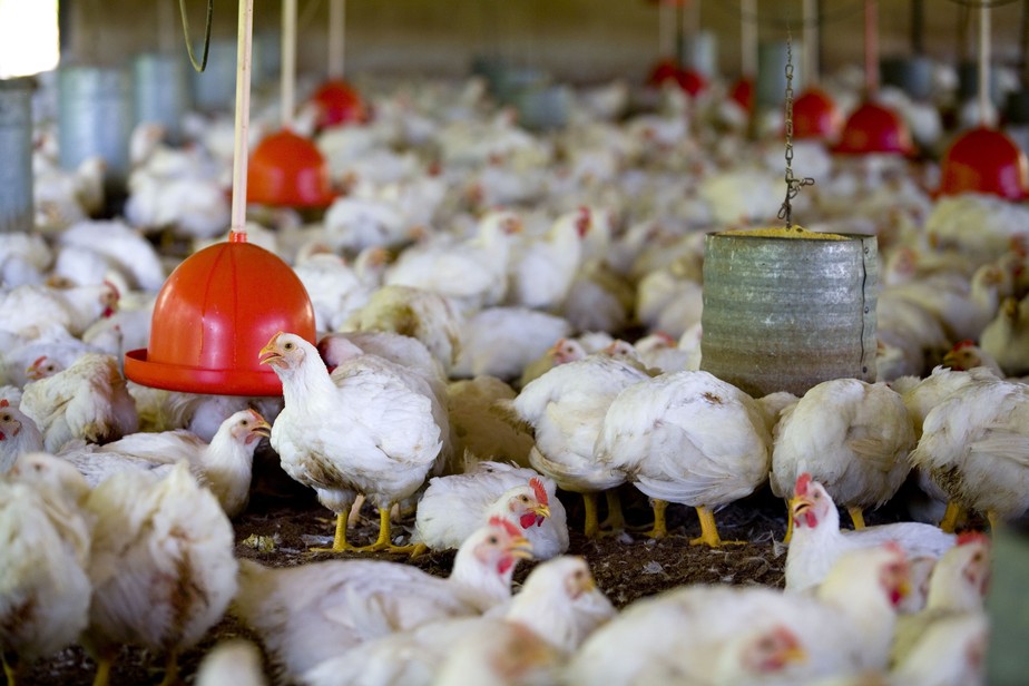 Gripe aviária está cada vez mais preocupante na França