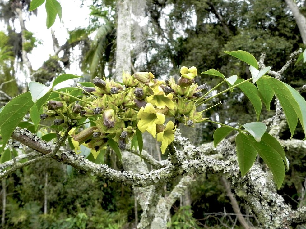 Flores tem tons esverdeados que as deixam mais discretas — Foto: Ipê-verde é pouco conhecido mas abundante no Brasil
