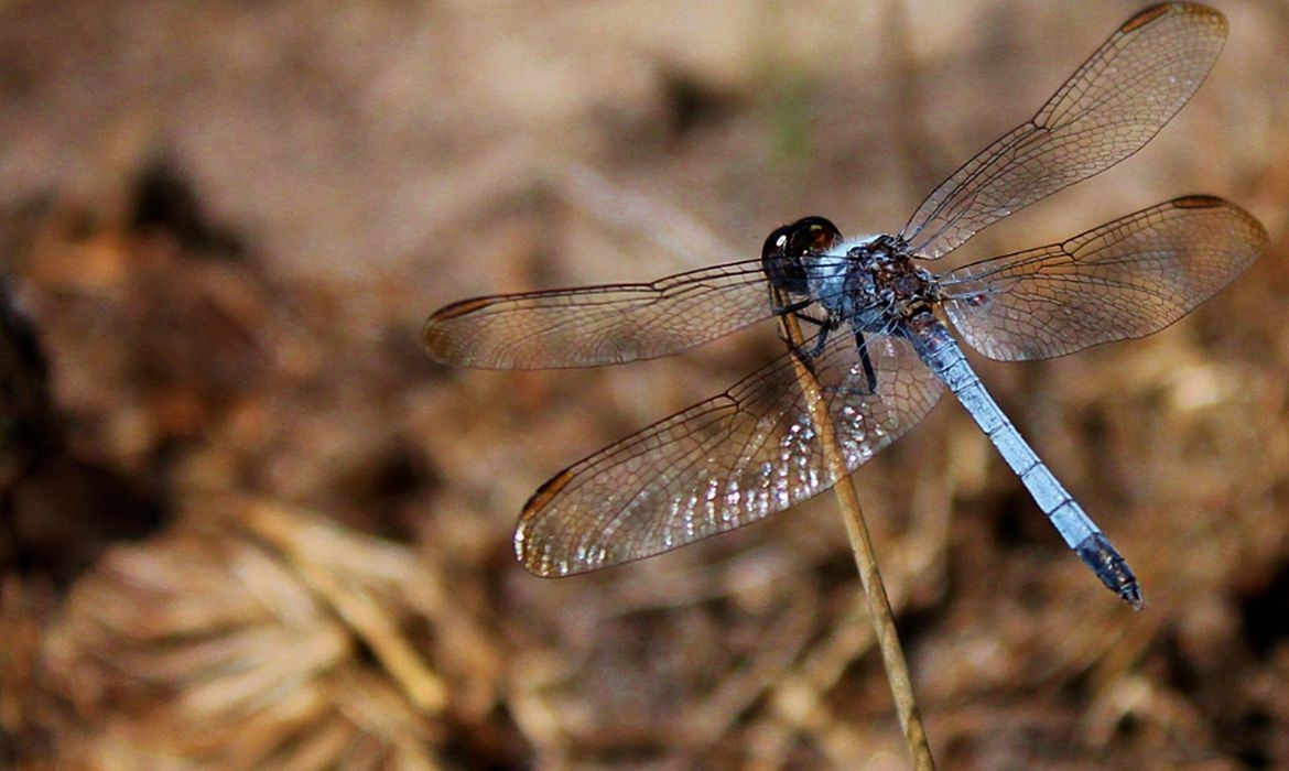 Nova espécie de libélula descoberta foi batizada como Heteragrion gorbi (Foto: Rainer Guillermo Nascimento Ferreira/Ufscar)