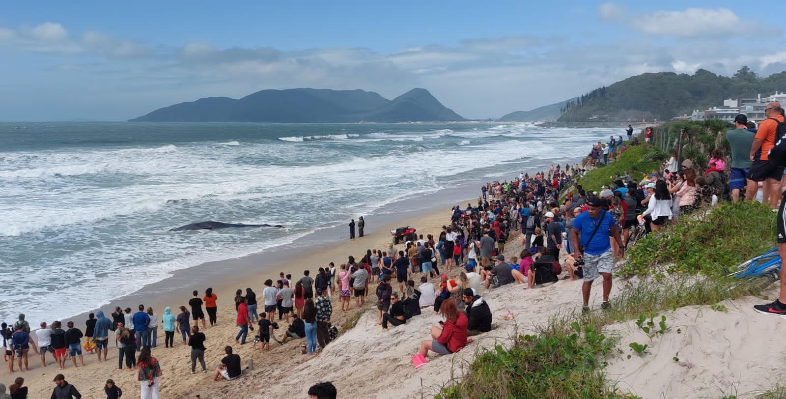 Baleia de 11 metros encalha em Florianópolis e moradores se mobilizam para devolvê-la ao mar
