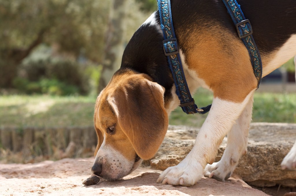 Pesquisa mostrou que três cães beagles identificaram câncer de pulmão pelo olfato (Foto: Flickr/Pedro Lozano/Creative Commons)