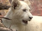 Única leoa branca nascida no Brasil completa 7 meses em Penha, SC