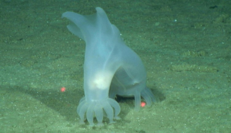 Peniagone vitrea é uma das espécies de águas profundas mais antigas conhecidas (Foto: DeepCCZ expedition, Gordon & Betty Moore Foundation & NOAA)