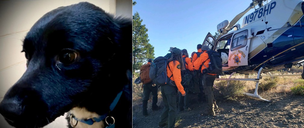 Cão Saul encontrou equipes de resgate os guiou até homem ferido — Foto: Reprodução/Facebook/Nevada County Sheriff's Search & Rescue 