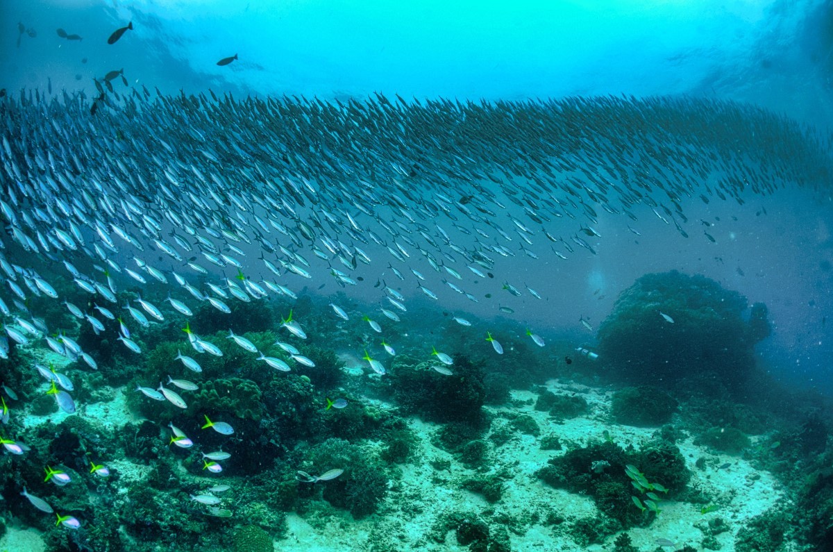 O movimento que os peixes fazem durante a desova, pode ajudar na oxigenação e circulação de nutrientes nos mares (Foto: Pexels/ Tom Fisk/ CreativeCommons)