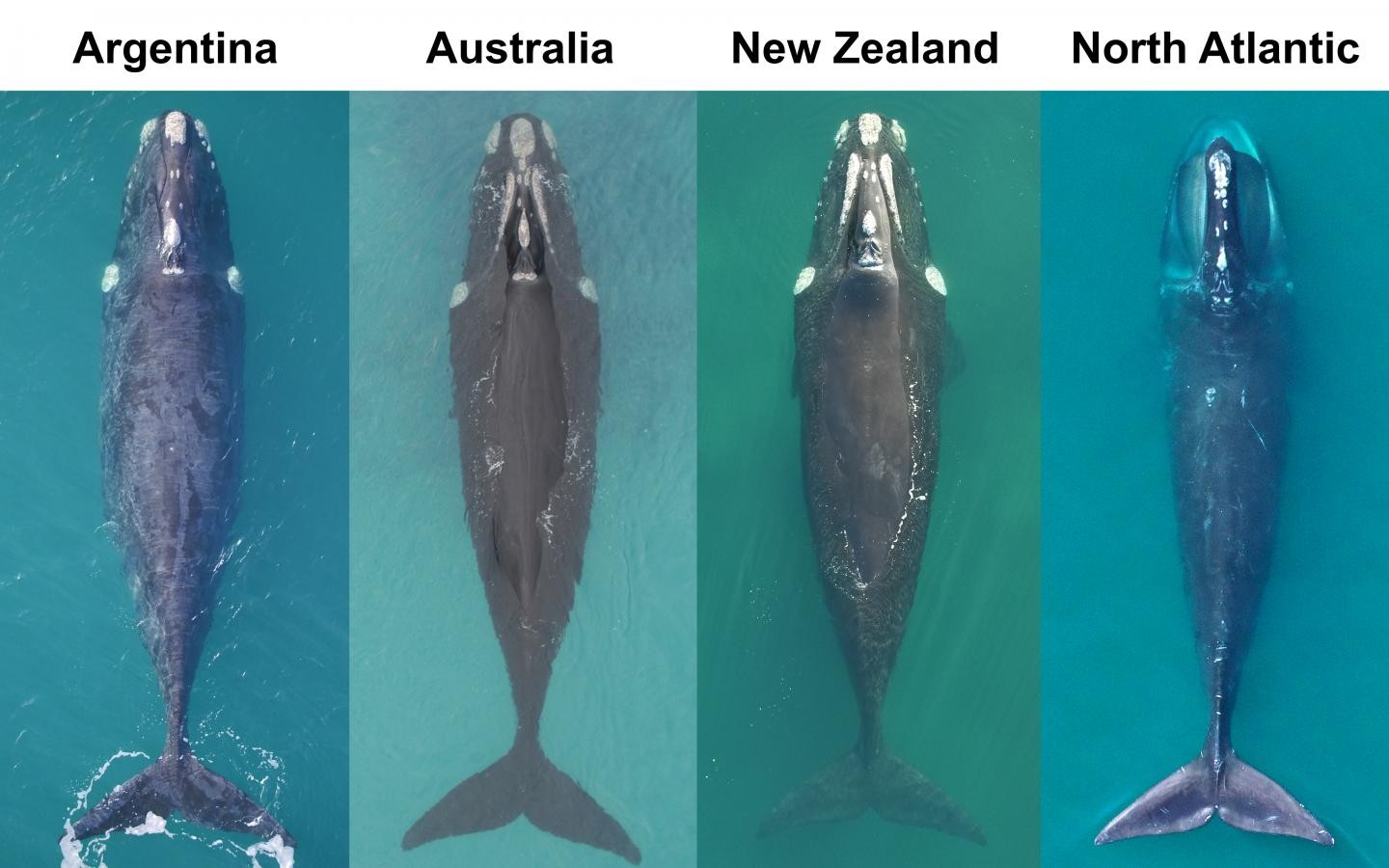 A população de baleias francas do Atlântico Norte está em más condições (Foto: FREDRIK CHRISTIANSEN (ESQUERDA E CENTRO-ESQUERDA), STEPHEN M. DAWSON (CENTRO-DIREITA), JOHN W. DURBAN E HOLLY FEARNBACH (DIREITA).)