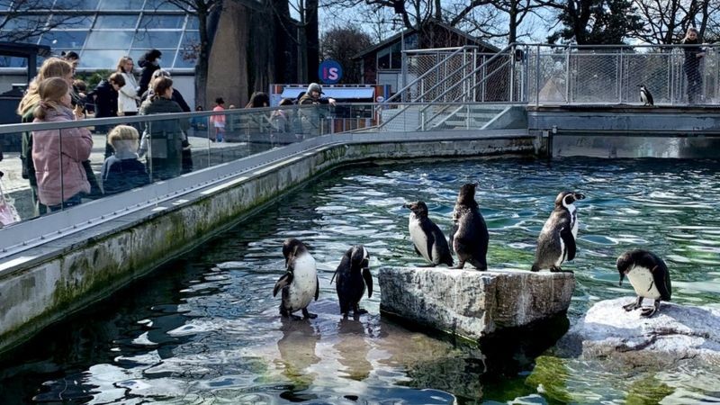 Multidões começam a voltar ao Zoológico de Copenhague (Foto: via BBC)