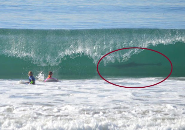 June Emerson flagrou o que parece ser um tubarão em uma onda em Manhattan Beach (Foto: Reprodução/Facebook/KTLA)