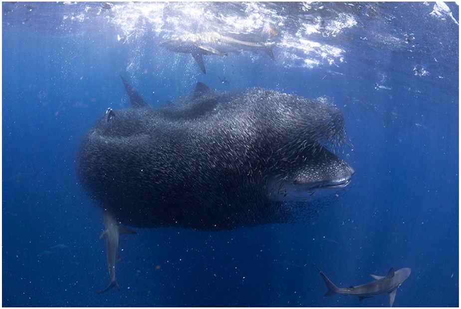 Tubarões-baleia em banquete no mar