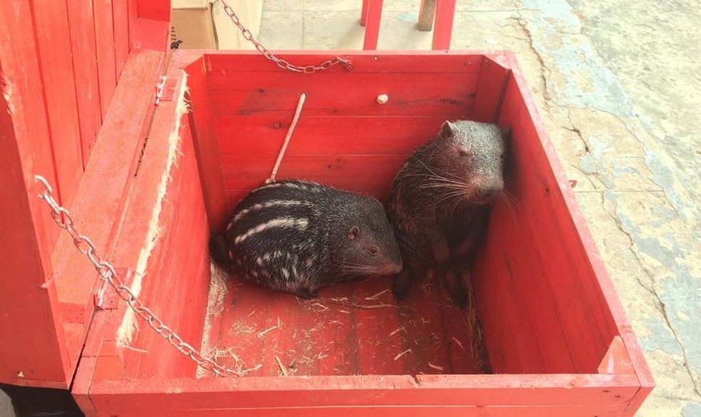 Em risco de extinção, filhotes de pacarana são achados vagando em Centro de cidade no interior do Acre  — Foto: Divulgação/Corpo de Bombeiros