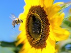 Sumiço de abelhas causaria 1 milhão de mortes no mundo, alerta estudo