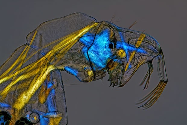 Imagem de uma larva de mosquito-fantasma foi capturada com ajuda de iluminação especial (Foto: Divulgação/Charles Krebs/2013 Olympus BioScapes Digital Imaging Competition)