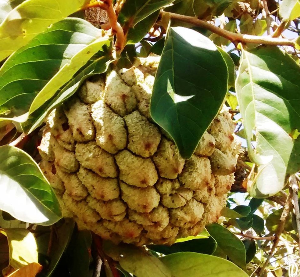 Um dos estudos desenvolvidos é com o marolo, fruta típica de Paraguaçu (MG) — Foto: Divulgação