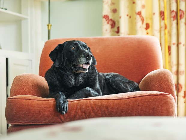 Como eliminar os pelos dos pets do sofá (Foto: Getty Images)
