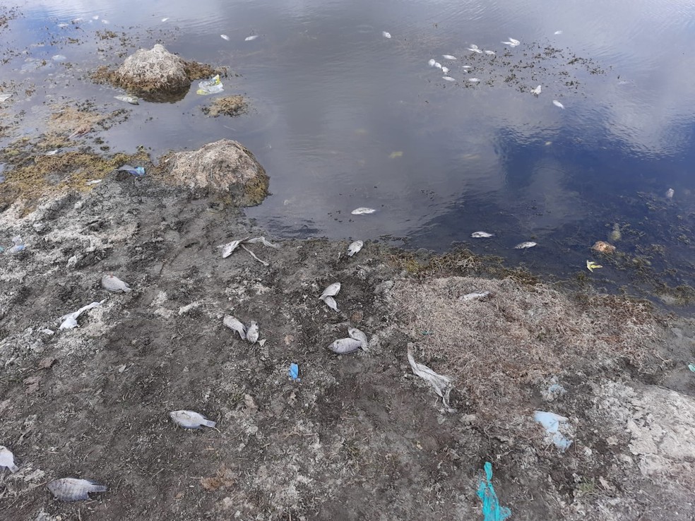 Peixes encontrado mortos em açude de João Câmara, no interior do RN — Foto: Cedida