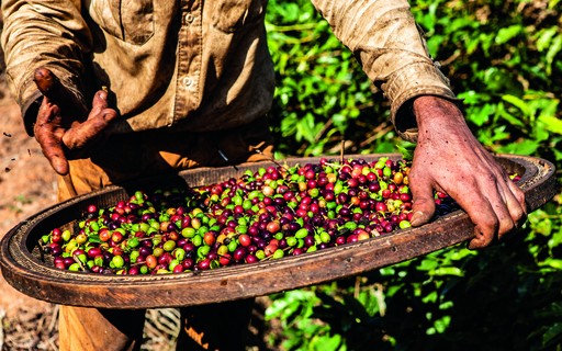 Mudanças climáticas influenciam demanda por cafés robusta e