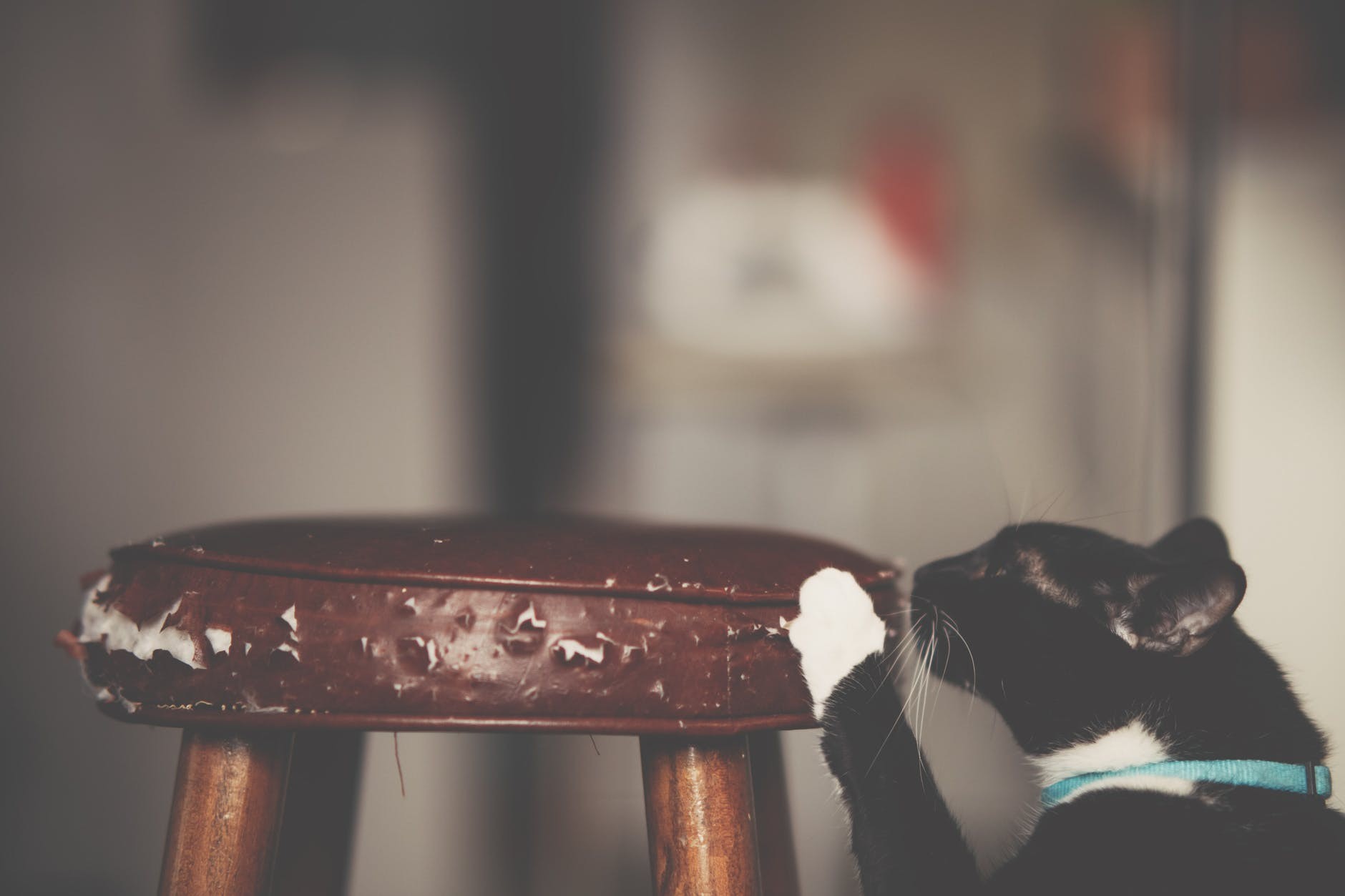 Gatos arranham móveis de tecido para afiar as unhas (Foto: Pexels/Creative Commons)