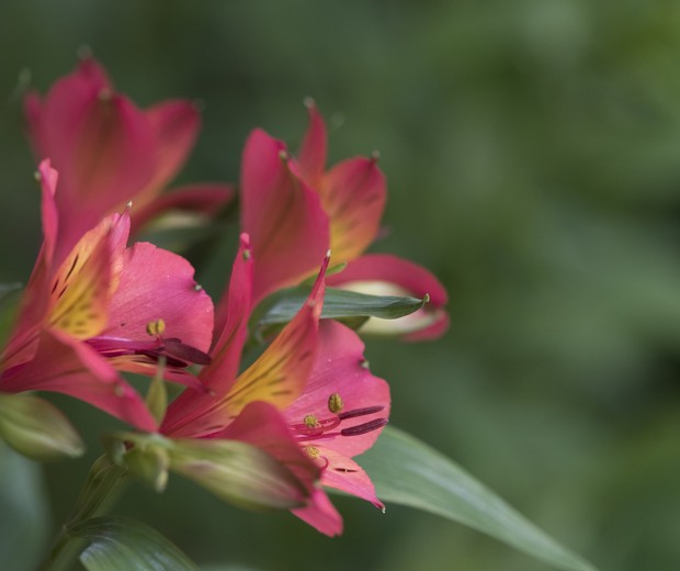 A cluster of red Freesia (Iridaceae) are set against a dark green plant background.  Room for text. (Foto: Getty Images)