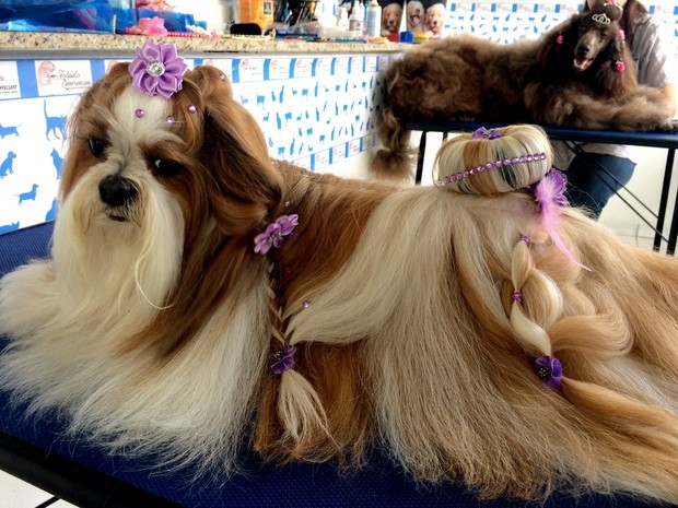 G1 - Pet shops apostam em penteados para cachorros em Poços de Caldas -  notícias em Sul de Minas