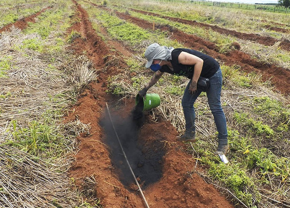Biocarvão usado no solo em  — Foto: Divulgação/Embrapa