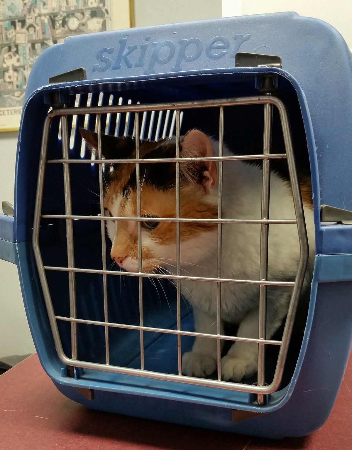 When traveling by car, small animals should be transported in appropriate boxes attached to a seat belt (Photo: PxHere/Public Domain/CreativeCommons)