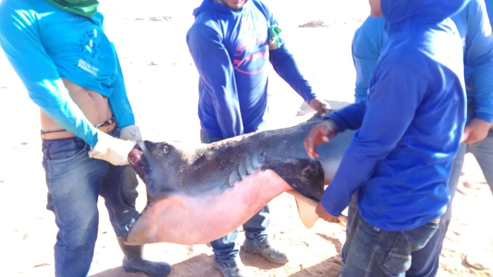 Pescadores dividiram a carne do tubarão para consumo, mas bióloga alerta para riscos à saúde — Foto: Arquivo Pessoal/Biomade