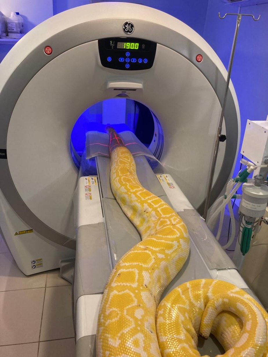 Píton, serpente, faz tomografia no CRV Imagem