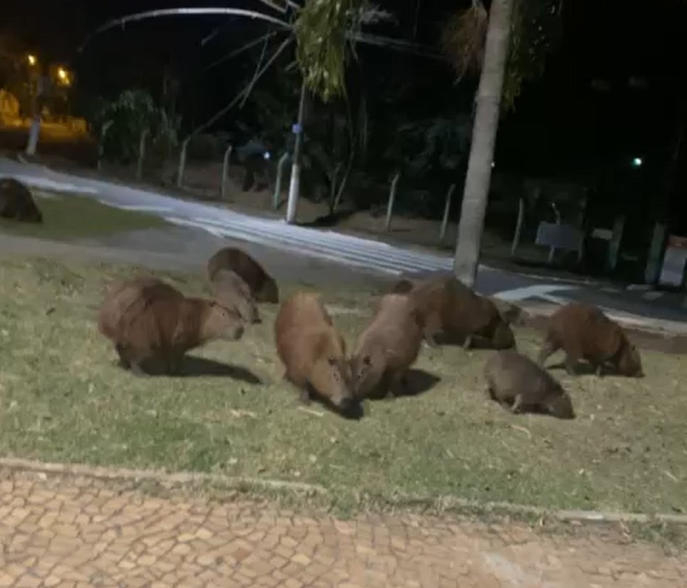 Capivaras foram flagradas soltas na região do Taquaral, em Campinas — Foto: Reprodução/EPTV