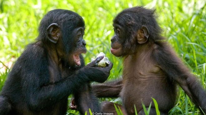 Bonobos fêmeas se unem para vencer machos agressivos - mas são mais inclinadas a fazer amor, e não guerra (Foto: Getty Images via BBC News Brasil)