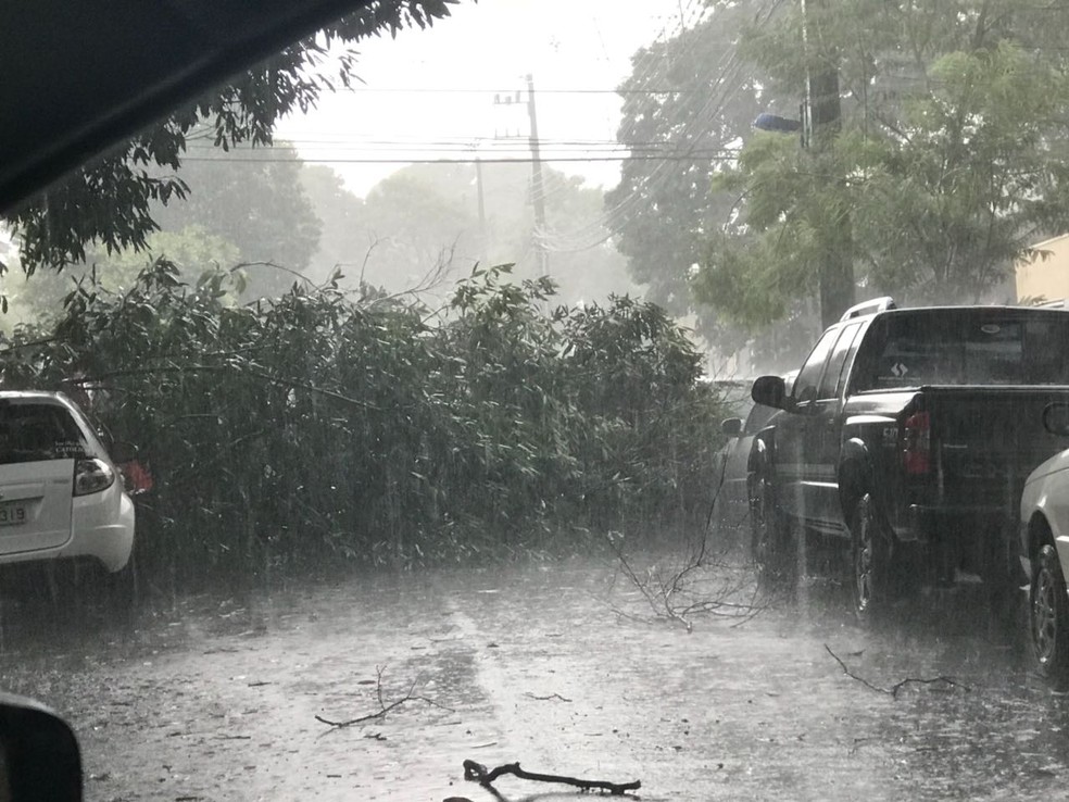 Chuva com rajada de vento forte causou queda de galhos e de Ã¡rvores em MaringÃ¡, no norte do ParanÃ¡, na tarde desta segunda-feira (19) (Foto: Defesa Civil de MaringÃ¡/DivulgaÃ§Ã£o)