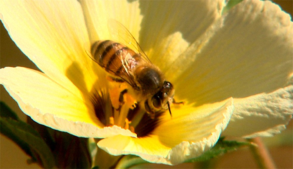 Desaparecimento de abelhas preocupa apicultores — Foto: Reprodução/EPTV