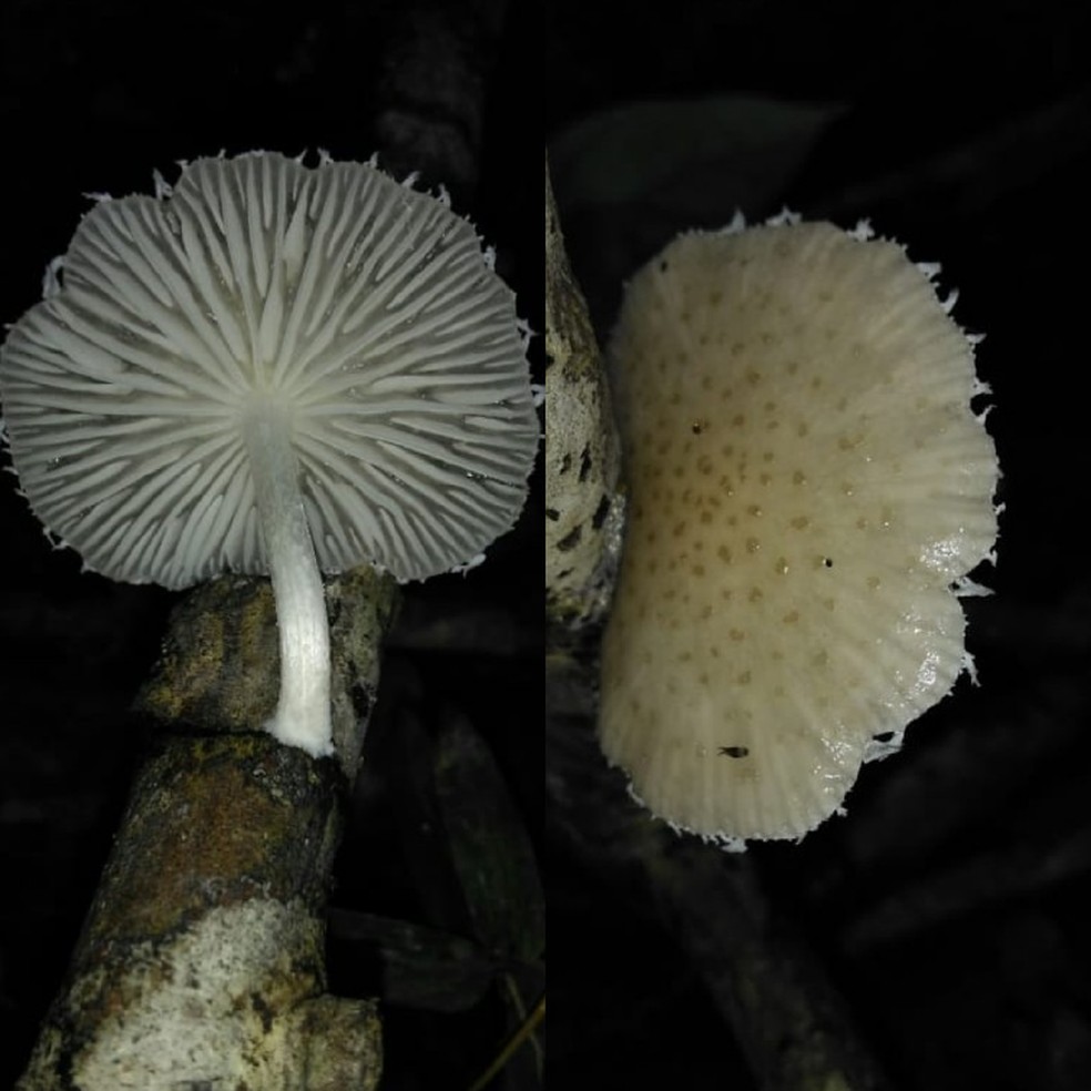 Espécie de cogumelo Oudemansiella cubensis foi uma das descobertas na área e é comestível  — Foto: Arquivo pessoal