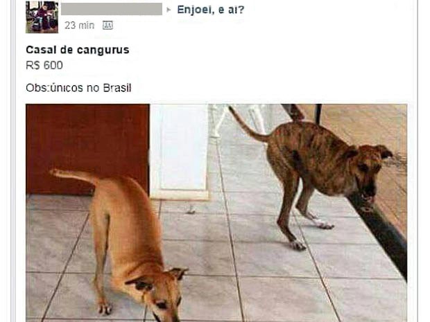 Falso anúncio de venda de cães do DF como cangurus (Foto: Facebook/Reprodução)