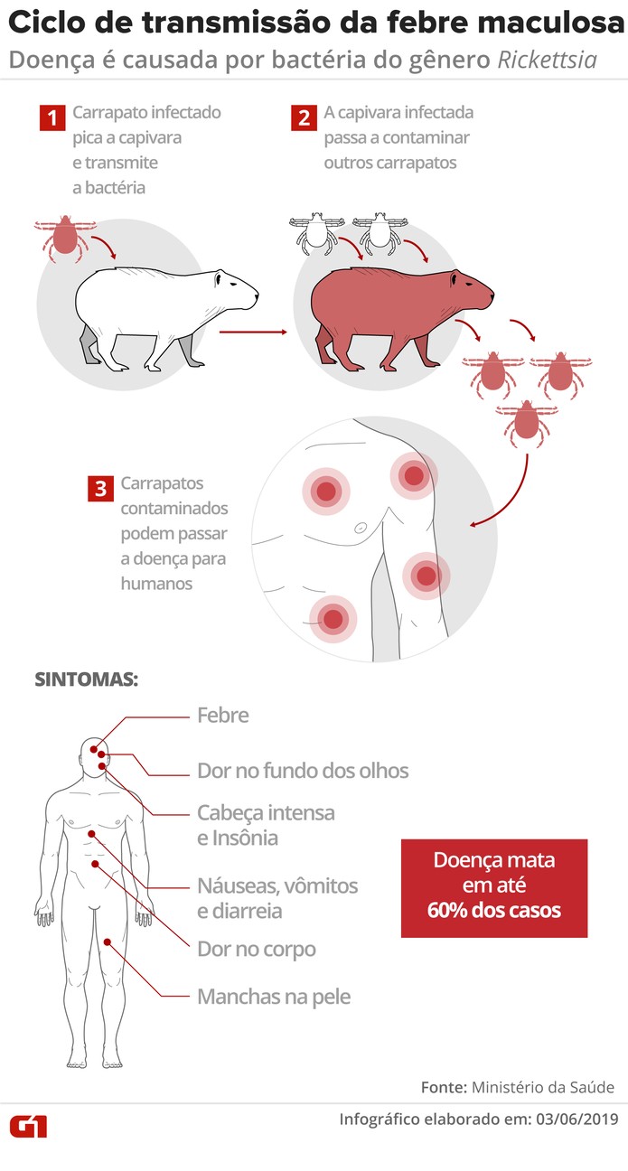 Ciclo da febre maculosa envolve carrapatos e capivara — Foto: Amanda Paes/G1