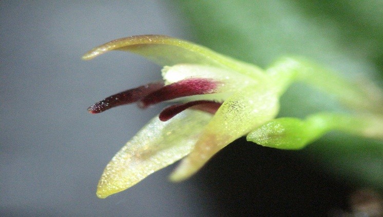 orquidea-nova-especie-amazonia-Amanausensis (Foto: Jefferson Valsko/Inpa)