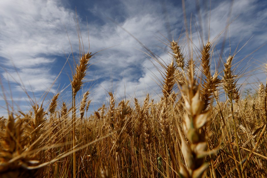A safra de trigo do Paraná de 2022 foi estimada em 3,57 milhões de toneladas