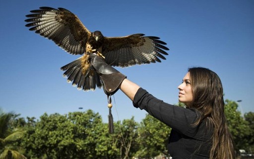 Mulher Ganha Dinheiro Afastando Urubus Dos Avioes No Rio De Janeiro Pequenas Empresas Grandes Negocios Noticias