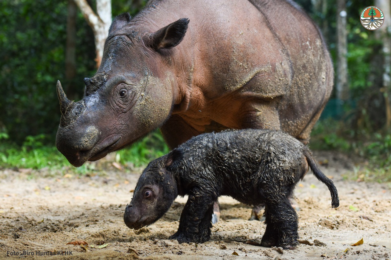 A rinoceronte-de-sumatra Rosa e seu filhote  (Foto: PPID )