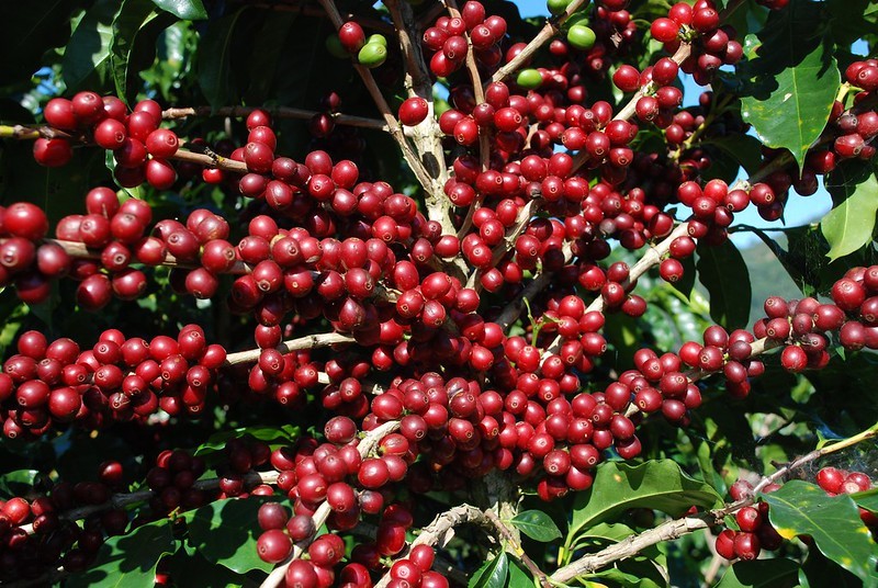 Exportações de café do Brasil caem em abril; Cecafé reforça alerta para 21/22 thumbnail