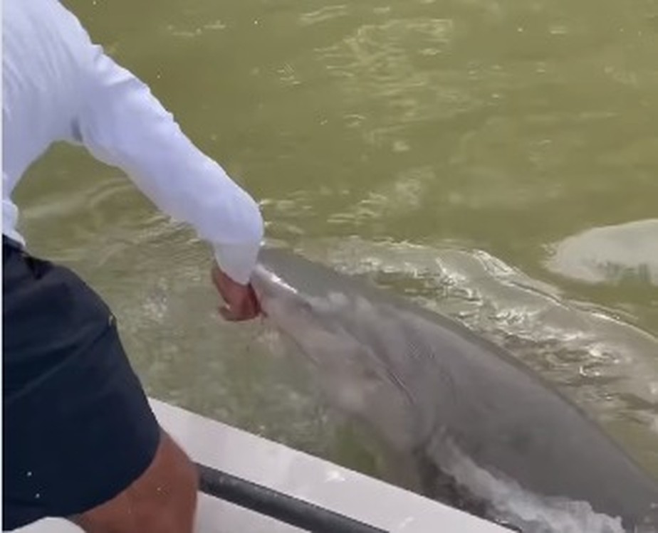 Pescador é atacado por tubarão e puxado para o pântano, na Flórida