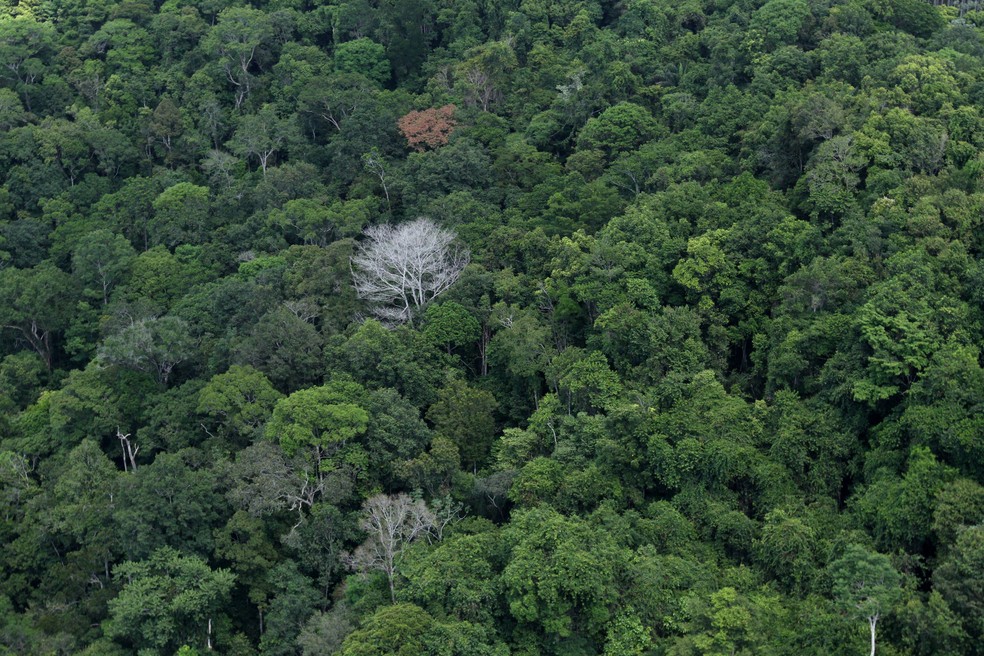 O Pará está situado no maior corredor de florestas protegidas do mundo com cerca de 21 milhões de hectares — Foto: Agência Pará